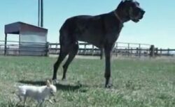 世界で最も背の高い犬と、最も背の低い犬が一緒に過ごす【動画】