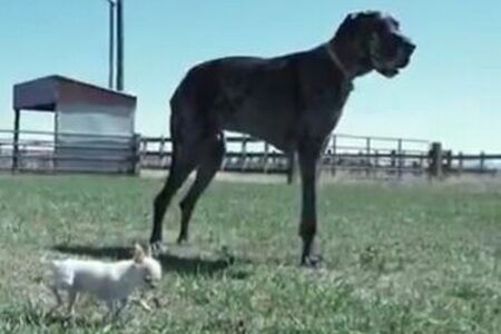 世界で最も背の高い犬と、最も背の低い犬が一緒に過ごす【動画】