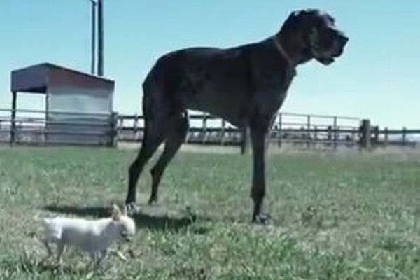 世界で最も背の高い犬と、最も背の低い犬が一緒に過ごす【動画】