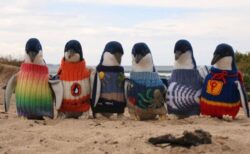 英のおばあちゃんたち、原油流出事故に備えペンギンに編み物を送る