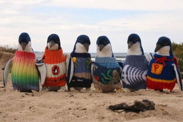 英のおばあちゃんたち、原油流出事故に備えペンギンに編み物を送る