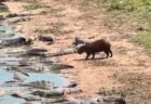 南米のチリで竜巻が発生、町に被害をもたらす【動画】
