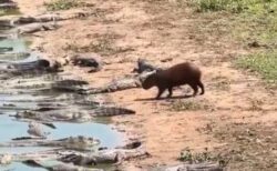 カピバラがワニの多くいる岸辺に現れ、襲われずに水へ入っていく【動画】