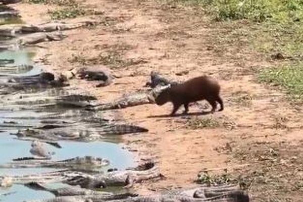 カピバラがワニの多くいる岸辺に現れ、襲われずに水へ入っていく【動画】