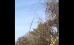木の枝から無数の虫が、黒い煙のように落ちてくる【動画】