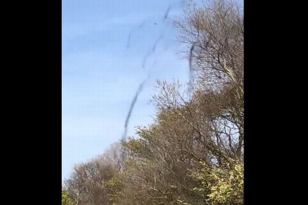 木の枝から無数の虫が、黒い煙のように落ちてくる【動画】