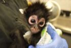 カリフォルニアの町に来た観光客、高いハイヒールを履くのに許可が必要と知って驚く