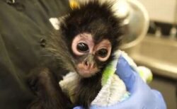 カリフォルニア州の動物園が、可愛いクモザルの赤ちゃんを保護