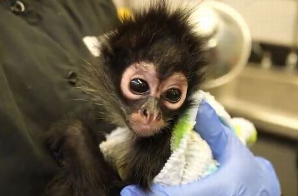 カリフォルニア州の動物園が、可愛いクモザルの赤ちゃんを保護