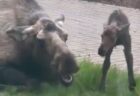 アラスカ州の病院の外でヘラジカの母親が出産、珍しい様子を撮影