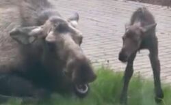 アラスカ州の病院の外でヘラジカの母親が出産、珍しい様子を撮影