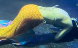 中国の水族館で、人魚のパフォーマンスをしていた女性が失神【動画】