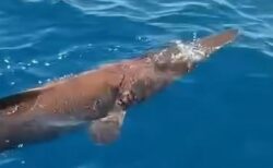カナリア諸島沖で、稀少な「エイリアン・シャーク」を目撃【動画】