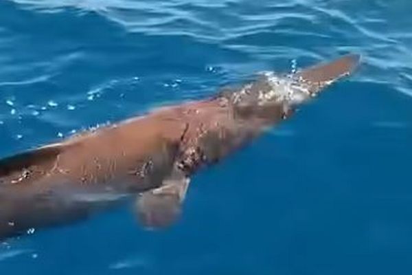 カナリア諸島沖で、稀少な「エイリアン・シャーク」を目撃【動画】