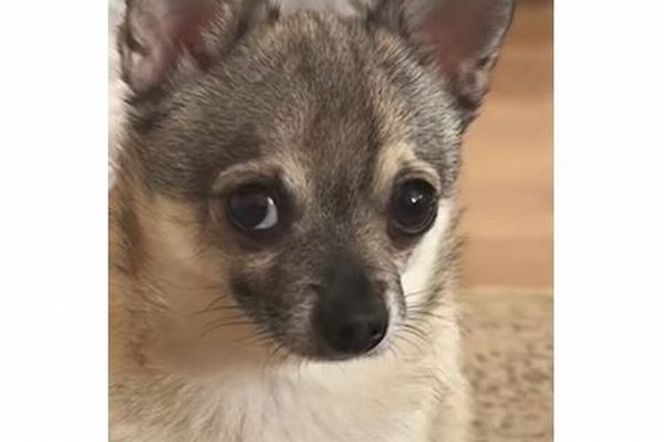 同じ芸をやらされたワンコ、飽き飽きして飼い主を横目で見つめる【動画】