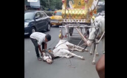 熱中症で倒れても、無理に働かせられるインドの観光馬車の馬が可哀想すぎる