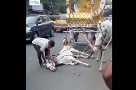 熱中症で倒れても、無理に働かせられるインドの観光馬車の馬が可哀想すぎる