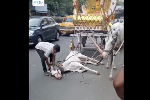 熱中症で倒れても、無理に働かせられるインドの観光馬車の馬が可哀想すぎる