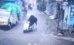 スクーターに試乗して遊ぶ、インドの雄牛が可愛い