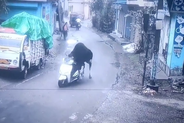 スクーターに試乗して遊ぶ、インドの雄牛が可愛い