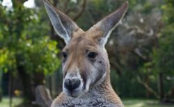 筋肉質な極悪カンガルー、男性を水に押し付け、溺れさせようとする