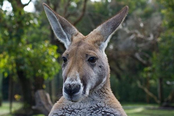 筋肉質な極悪カンガルー、男性を水に押し付け、溺れさせようとする