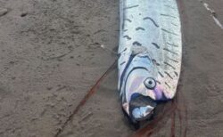 タスマニア島の海岸に、大きな「リュウグウノツカイ」が漂着【写真】