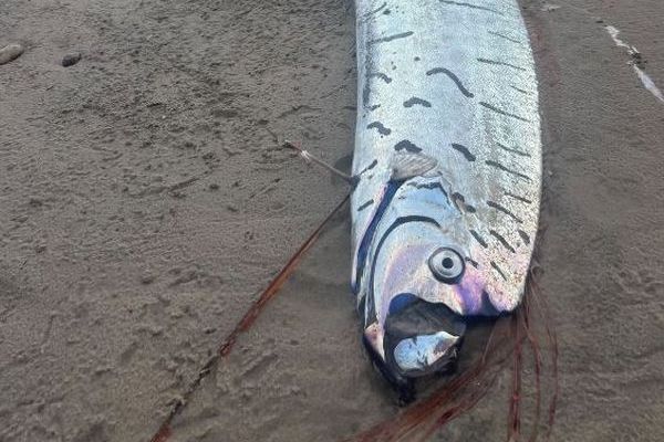 タスマニア島の海岸に、大きな「リュウグウノツカイ」が漂着【写真】