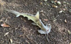 突然、森にシュモクザメが落下、犯人は水上竜巻ではなかった！