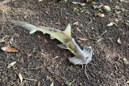 突然、森にシュモクザメが落下、犯人は水上竜巻ではなかった！
