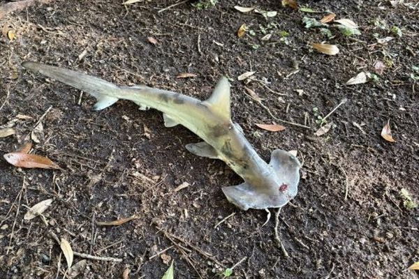 突然、森にシュモクザメが落下、犯人は水上竜巻ではなかった!