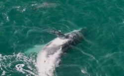 クジラがお腹を見せて、イルカの群れと楽しそうに遊ぶ【動画】
