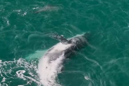 クジラがお腹を見せて、イルカの群れと楽しそうに遊ぶ【動画】