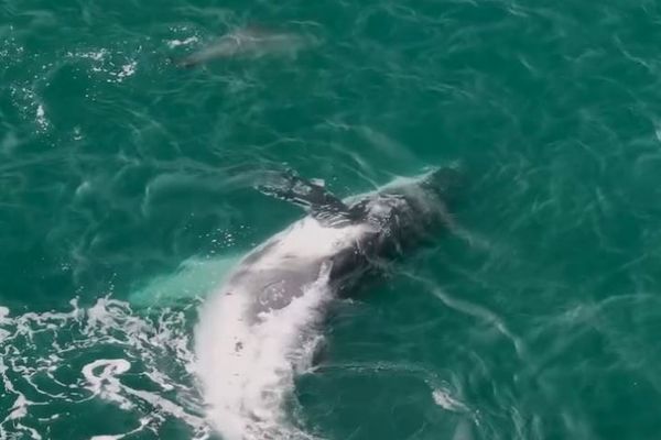 クジラがお腹を見せて、イルカの群れと楽しそうに遊ぶ【動画】