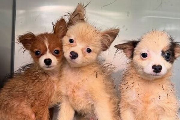 「子犬工場」から100匹以上を保護、劣悪な環境で暮らしていた【動画】