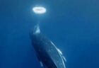 ザトウクジラが、人間とユニークな方法でコミュニケーションをとっている可能性