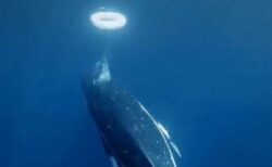 ザトウクジラが、人間とユニークな方法でコミュニケーションをとっている可能性