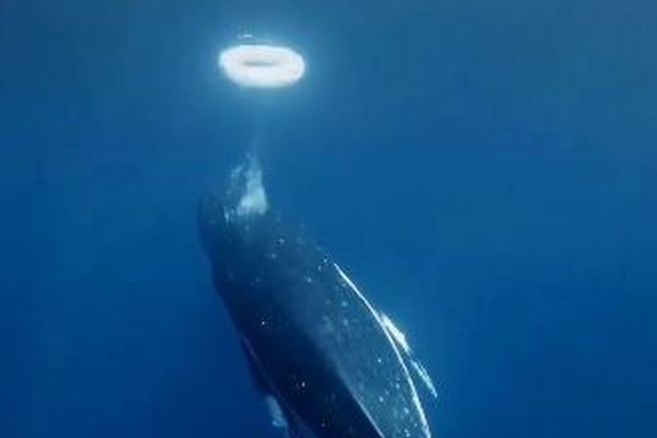 ザトウクジラが、人間とユニークな方法でコミュニケーションをとっている可能性