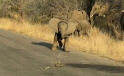 ゾウの赤ちゃん、観光客の車に突進しようとするも転んでしまう【動画】