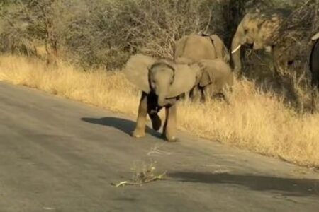 ゾウの赤ちゃん、観光客の車に突進しようとするも転んでしまう【動画】