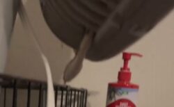 なぜそこに？部屋にあった扇風機の中に、ヘビが忍び込んでいた！【動画】