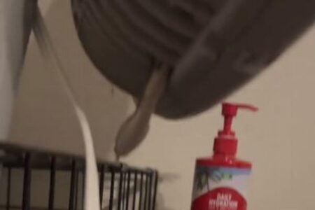なぜそこに？部屋にあった扇風機の中に、ヘビが忍び込んでいた！【動画】