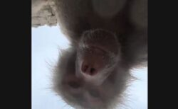 動物園で女性の携帯電話が落下、ヒヒたちが自撮りをしてしまう【動画】