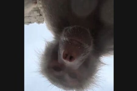 動物園で女性の携帯電話が落下、ヒヒたちが自撮りをしてしまう【動画】