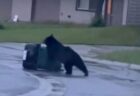 「どうしても開けられない！」クマが町でゴミ箱を漁ろうと奮闘【動画】