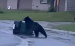 「どうしても開けられない！」クマが町でゴミ箱を漁ろうと奮闘【動画】