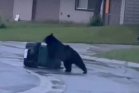 「どうしても開けられない！」クマが町でゴミ箱を漁ろうと奮闘【動画】