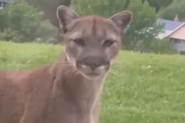 民家の庭にマウンテンライオンの家族、堂々たる姿を撮影【動画】