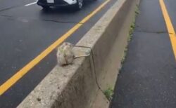 ハイウェイの中央分離帯にオポッサム、男性が車を避けて保護【動画】