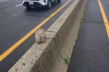 ハイウェイの中央分離帯にオポッサム、男性が車を避けて保護【動画】
